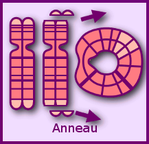 Anneau