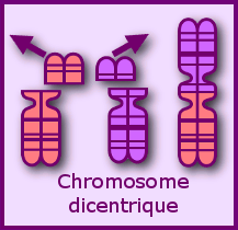 dicentrique