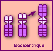 isodicentrique