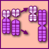 Isochromosome