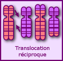 Translocation