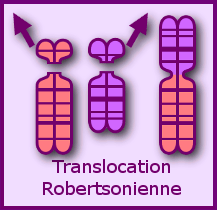 Translocation