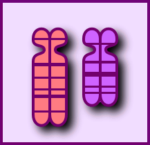 Translocation Robertsonienne